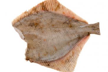 European Flounder without head